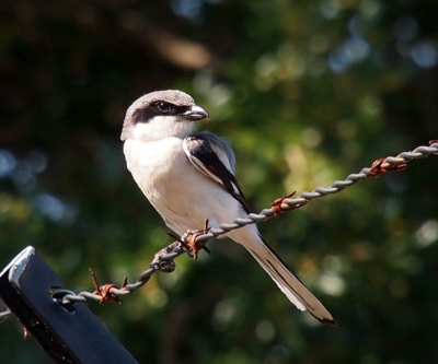 [This is a different shrike perched on a barbed-wire fence with its left-front side facing the camera. The left side of its body is visible, but, because its head is turned, only the right side of its face can be seen. The black 'mask' across its eyes does not extend to the back of its head.]
